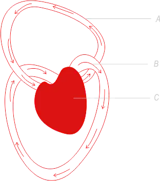 Blood Circulating