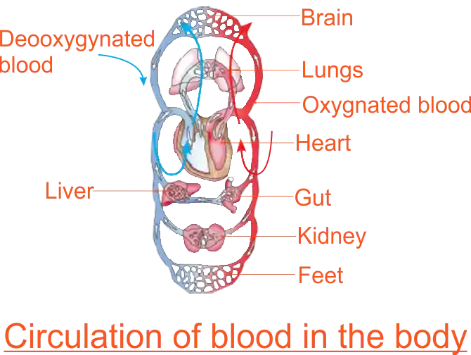 Circulation of Blood in the Body