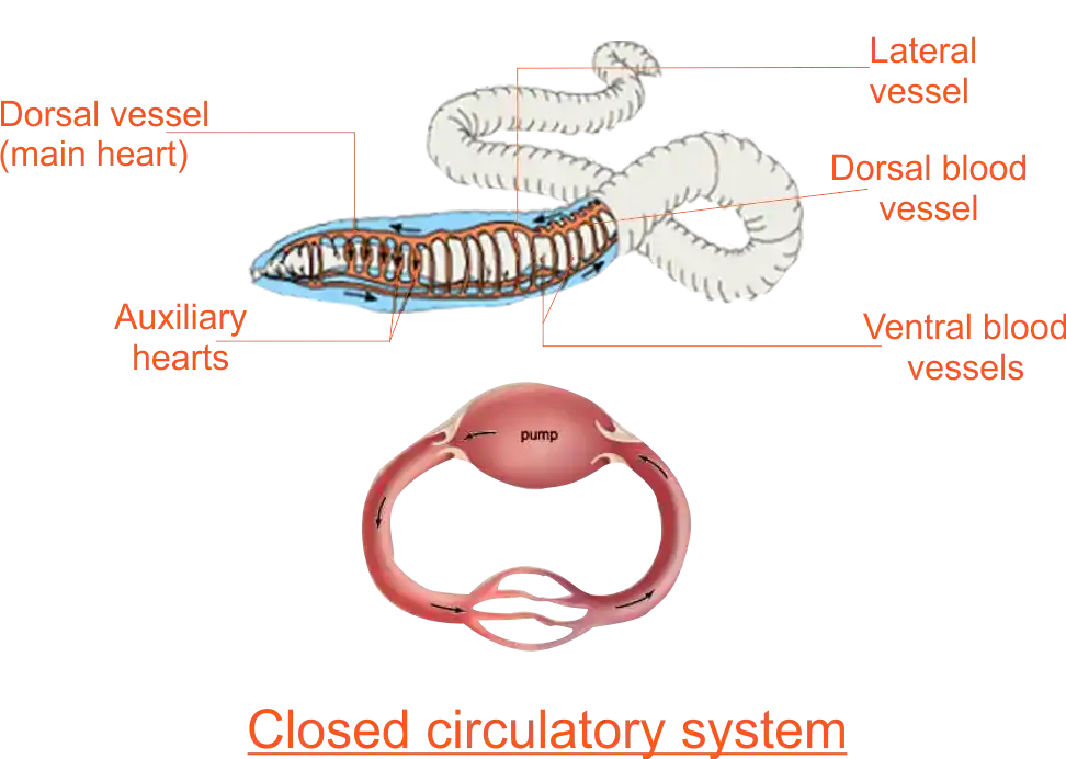 Close circulatory system