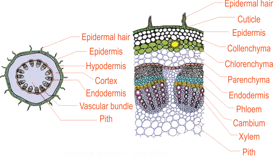 Decot Stem