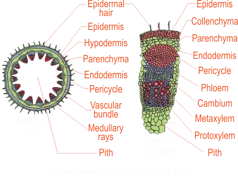 Dicot Stem