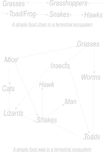 Food chain and web