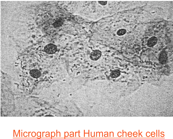 compound microscope of human cheek cells