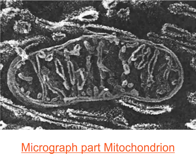 electron micrograph of mitochondrion