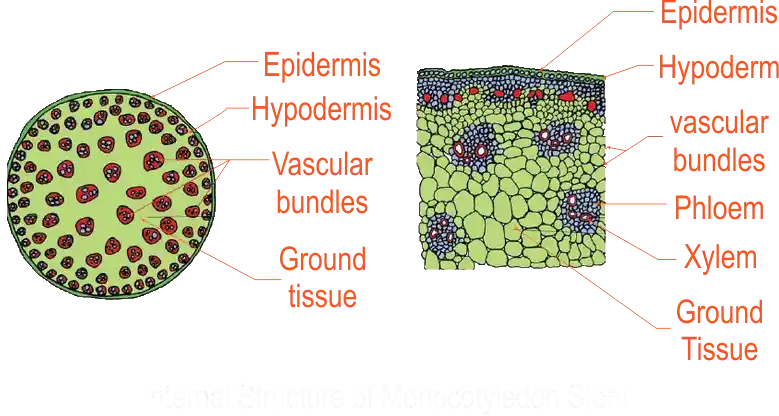 Mono Stem