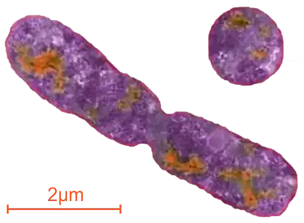 Characteristic rod-shaped structure of E. coli bacteria