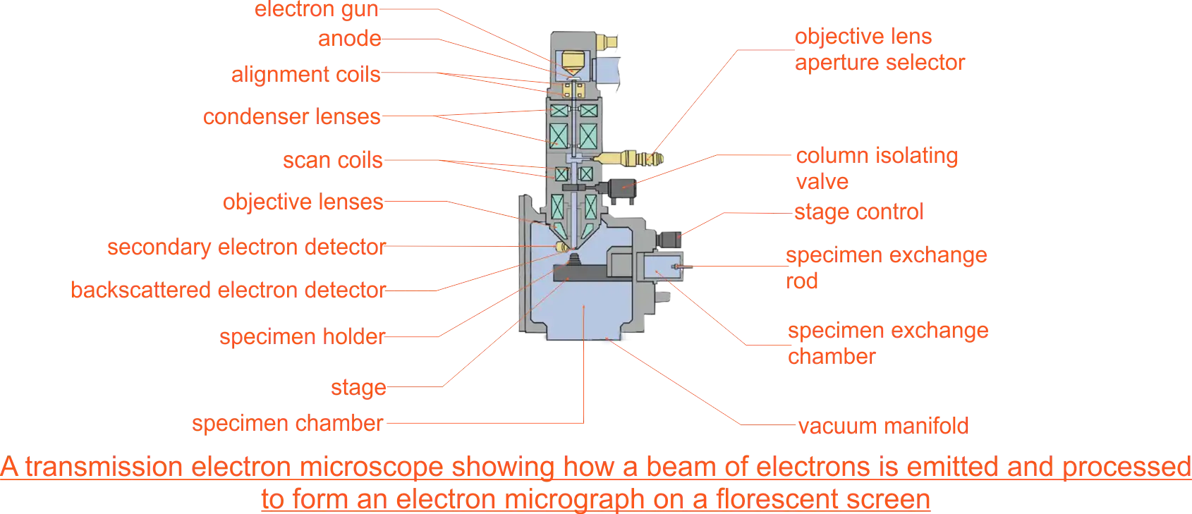 Transmission Electron Microscope