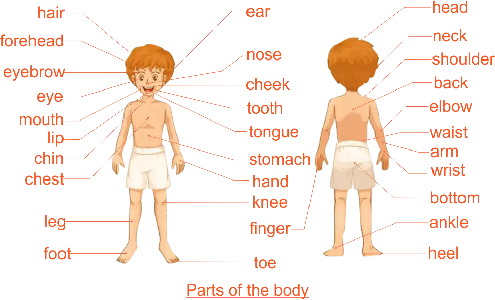 Parts of the Body