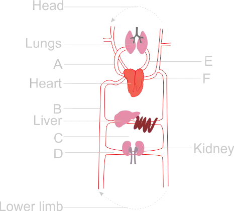 Body System