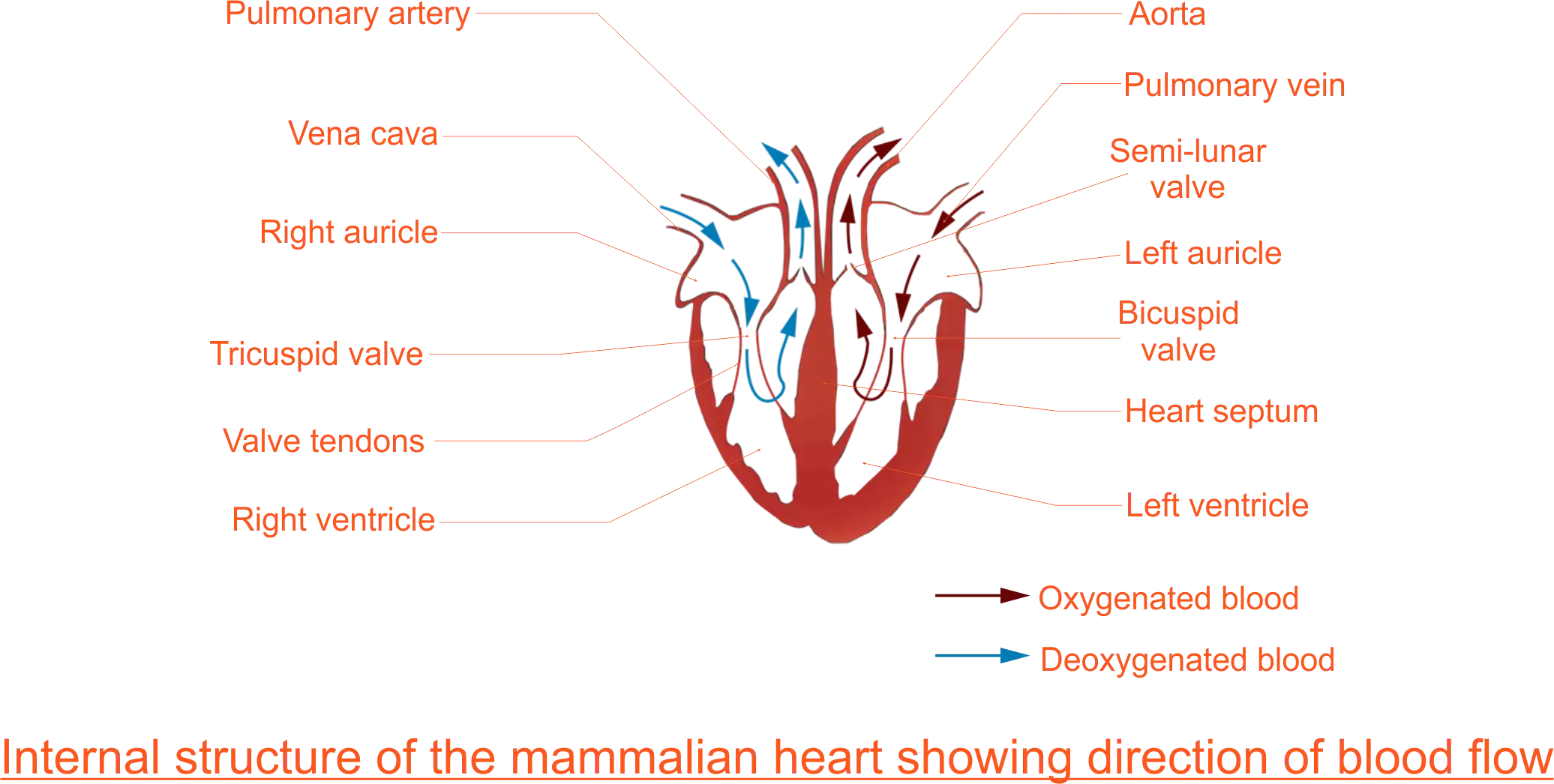 Internal (Longitudinal) Structure of the Heart