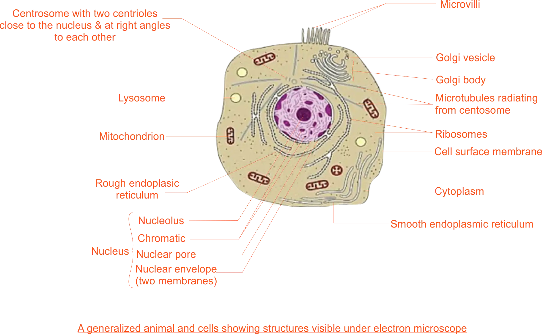 Animal cell