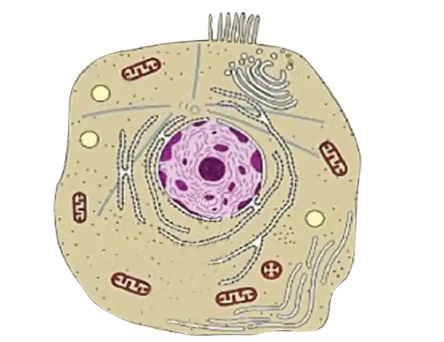 animal cell