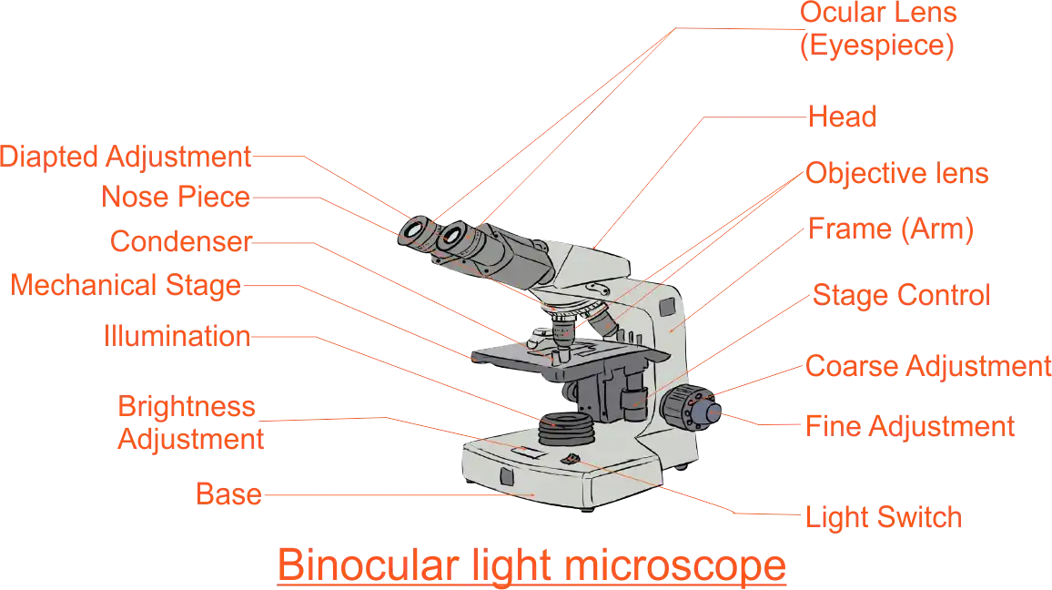 Binocular Light Microscope