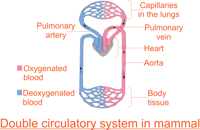 Double Circulatory System