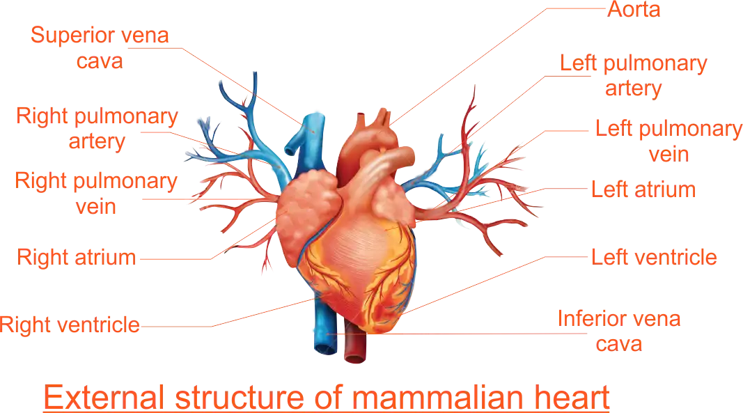 External Structure of the Heart