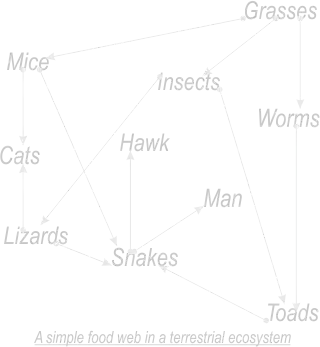 Food web