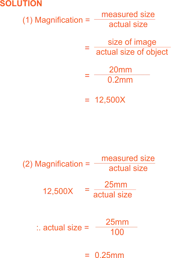 Thiomargarita cells Magnification Calculation