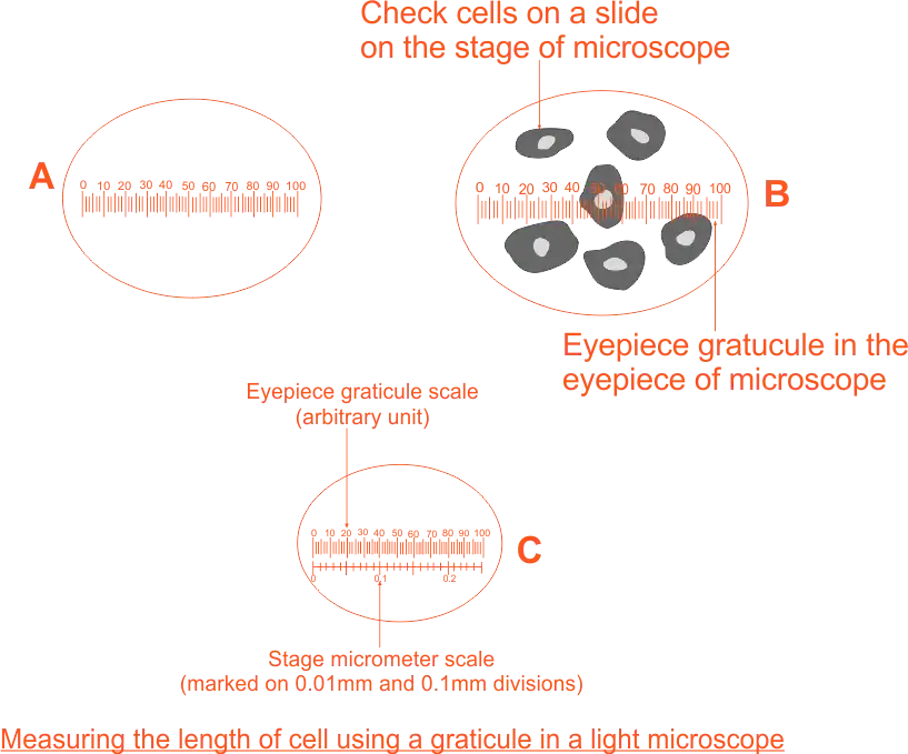 Measuring the length of cell using a graticule in a light microscope