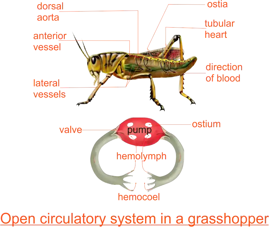 Open circulatory system