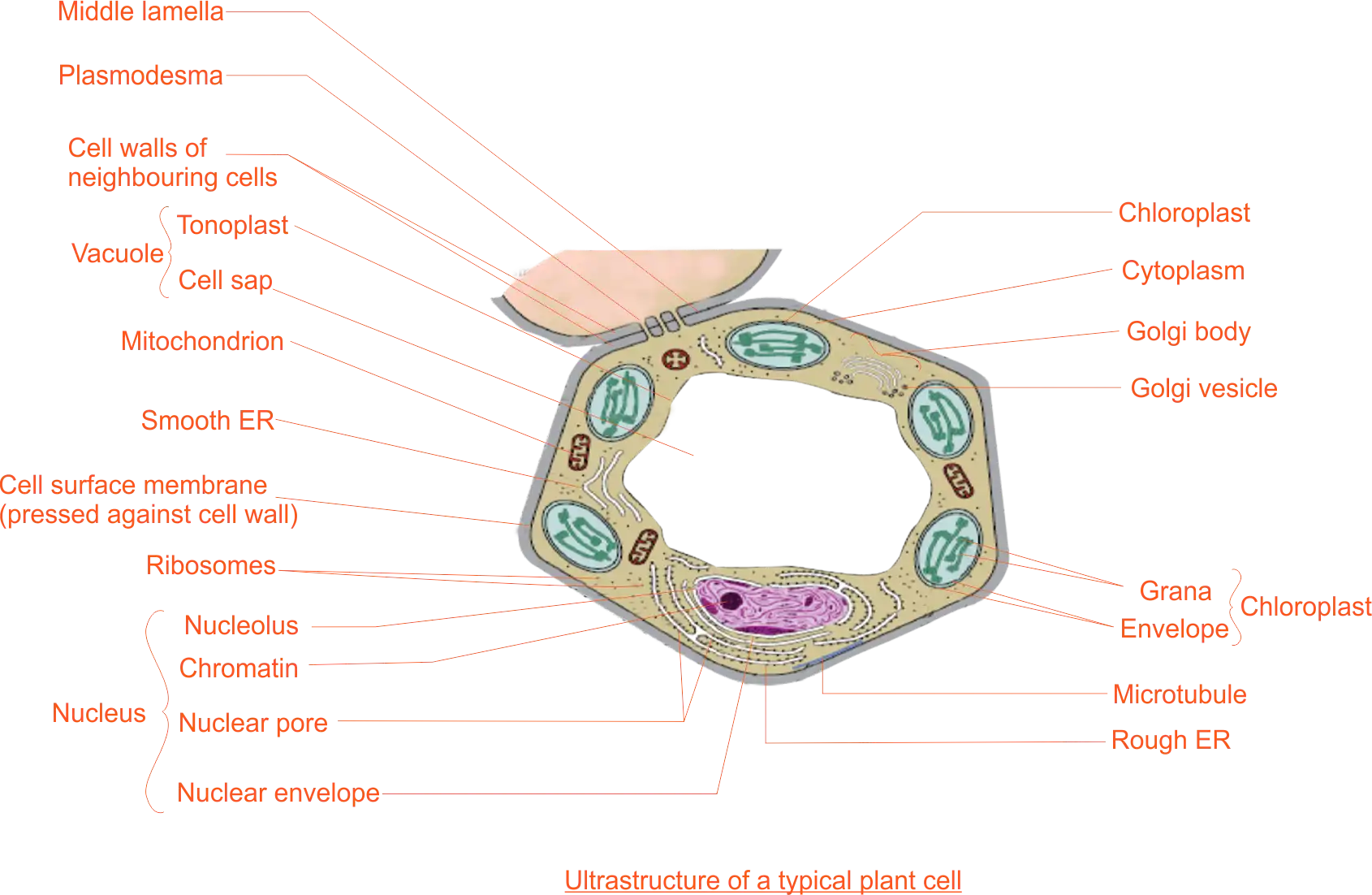 Plant cell