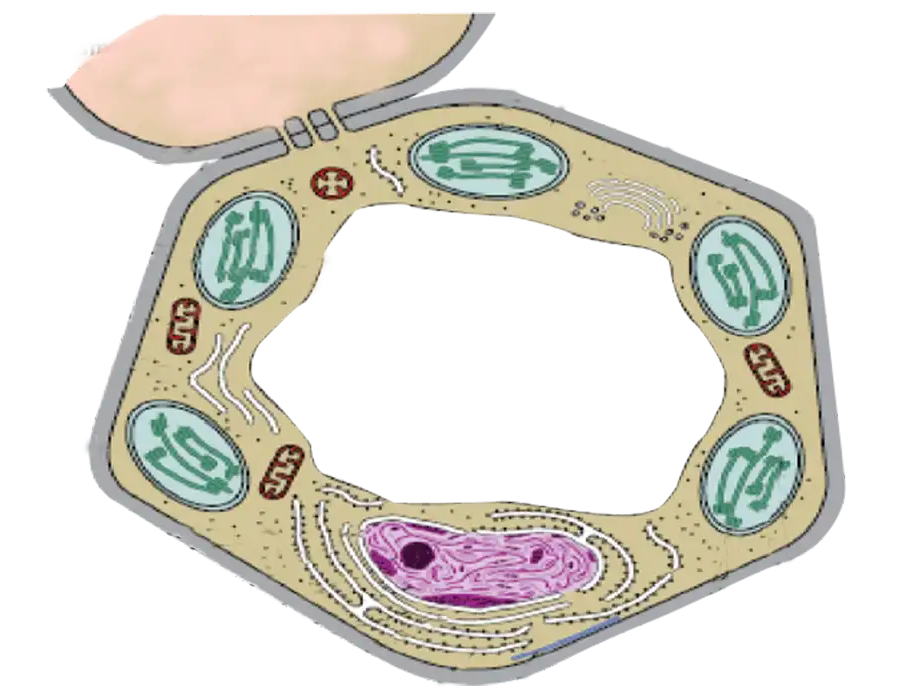 Plant cell