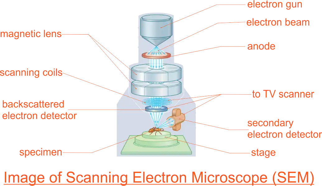 Scanning Electron Microscope