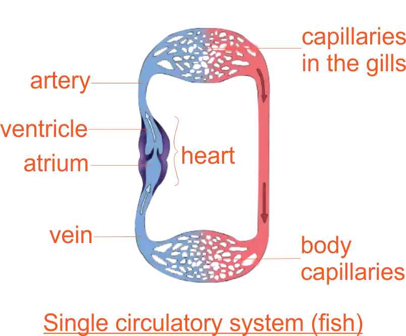 Single circulatory System