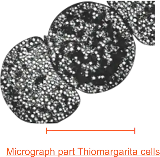 Thiomargarita cells