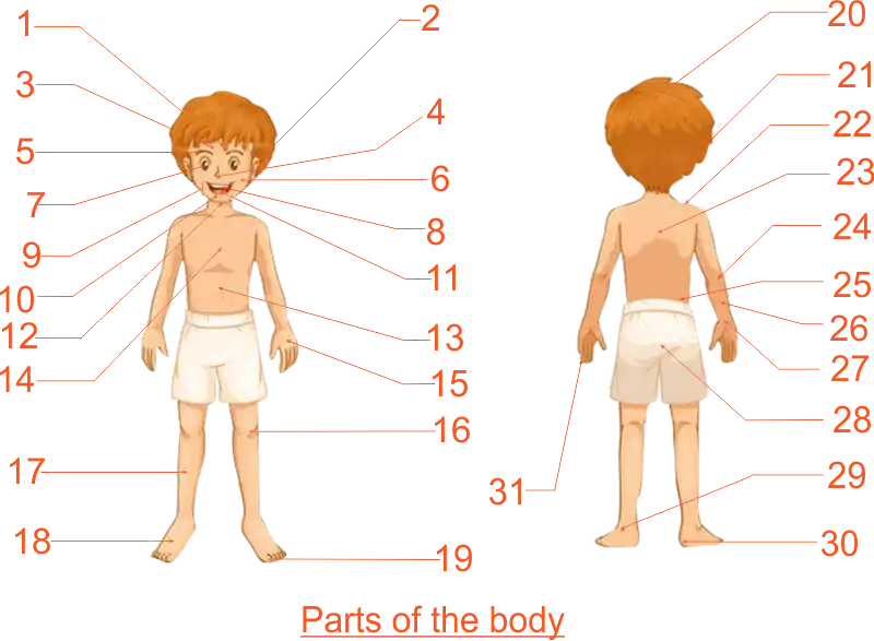 Body Parts